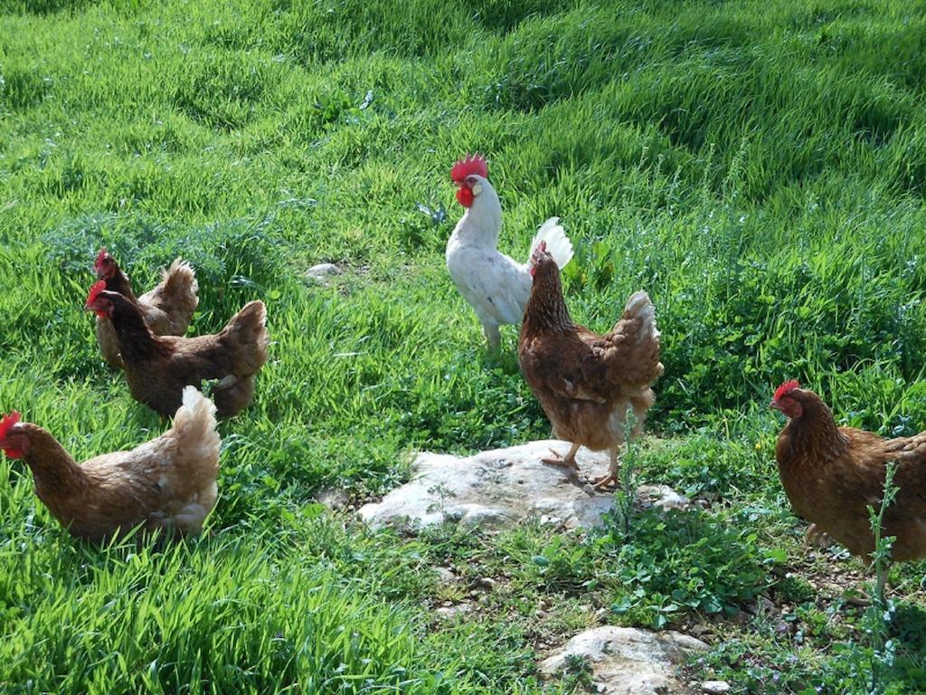 Agriturismo Masseria Casedde Vecchie Villa Martina Franca Bagian luar foto